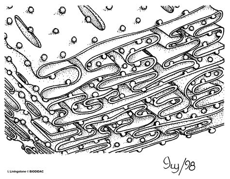 Retículo endoplasmático rugoso - Banco de Imagens da Casa das Ciências