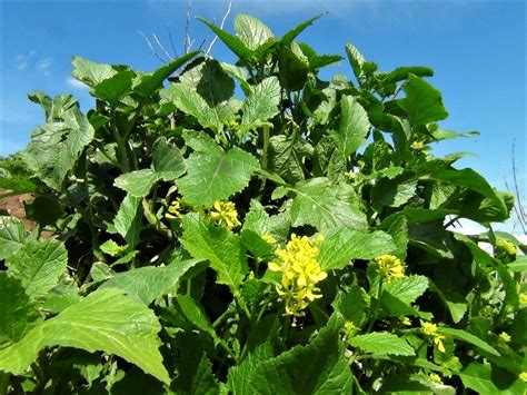 Wild Mustard, Charlock, Field Mustard, Sinapis arvensis