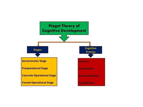 Cognitive Theory Piaget 的图像结果