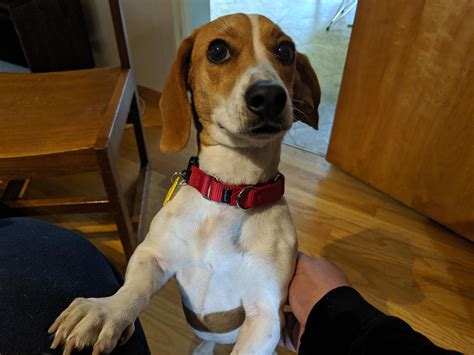 Beagle Dachshund Terrier Mix