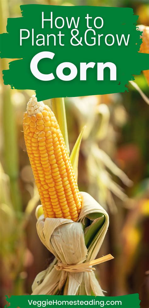 Image result for Corn Planting