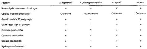 Veterinary Bacteriology: Staphylococcus and Streptococcus Flashcards ...