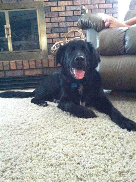 Black Lab And Goldendoodle Mix - dopi