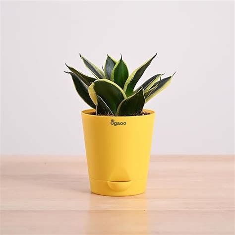 Ugaoo Sansevieria Golden Hahnii Snake Plant With Self Watering Pot ...