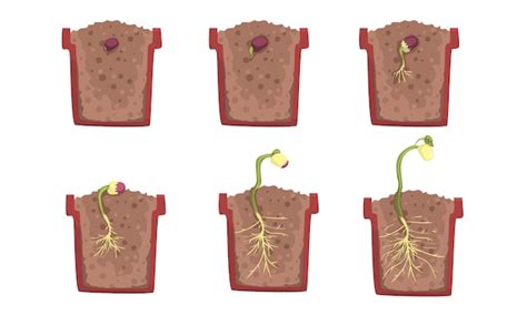 Bean seed germination stages with a pot vector illustration | Premium ...
