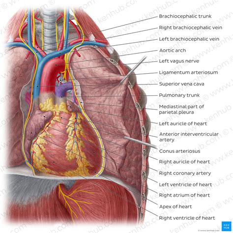 Chest Anatomy