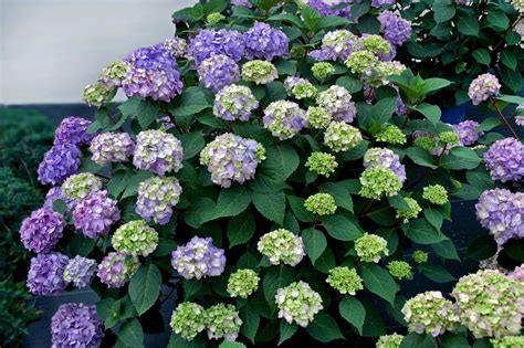 Endless Summer Bloomstruck Bigleaf Hydrangea - Plant Library - Pahl's ...