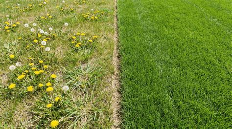 How to Control Crabgrass Before It Takes Over