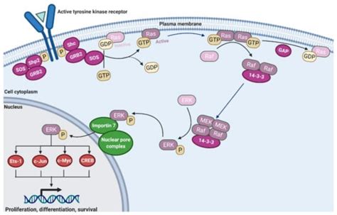 Progress on Ras/MAPK Signaling Research and Targeting in Blood and ...