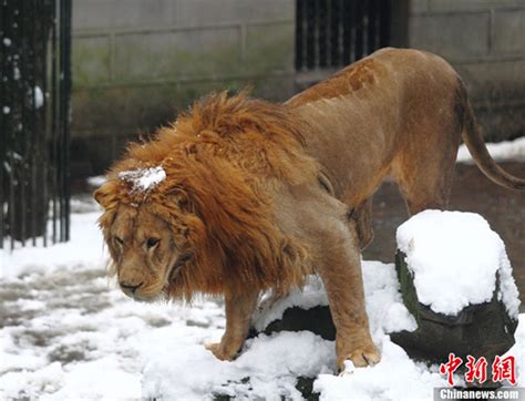 德动物园珍稀白狮宝宝和父母抱作一团亲密温馨 - 中国日报网