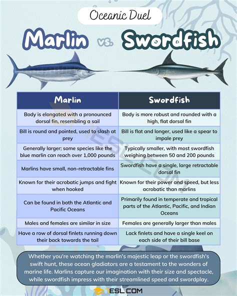 Marlin vs. Swordfish: Understanding the Differences • 7ESL