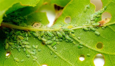 How To Easily Get Rid Of Aphids On Plants | Horticulture.co.uk