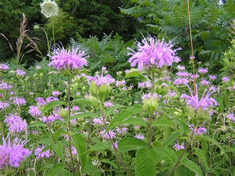 Rambling Anne: Wild Bergamot ..Bee Balm.. easy natives