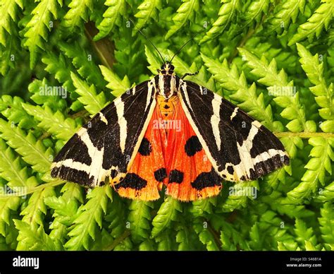 Jersey Tiger moth (Euplagia quadripunctaria) showing its warning colours to deter would-be ...