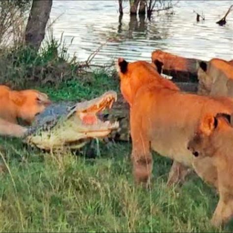 Lion Vs Crocodile