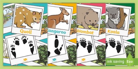 Australian Animal Footprints | Printable Display Resources
