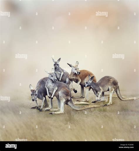 Group of kangaroos hi-res stock photography and images - Alamy