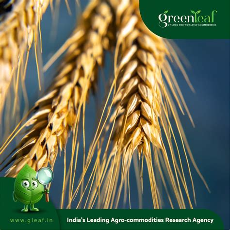 New Heat-tolerant Wheat Varieties Prove Fruitful for Ethiopia’s ...