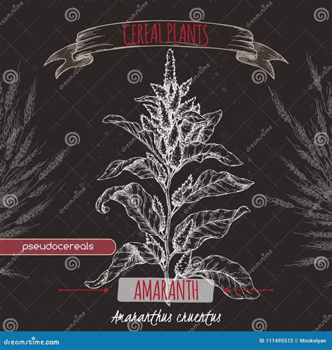 Amaranthus Cruentus Aka Amaranth Color Sketch. Cereal Plants Collection ...