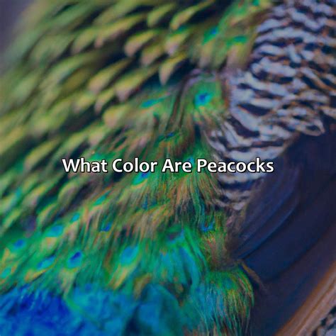 What Color Are Peacocks - colorscombo.com
