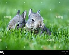 Image result for Lop Eared Rabbit Drawing