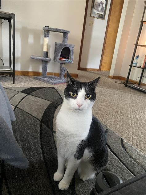 Elegant Airplane Ears : r/cats