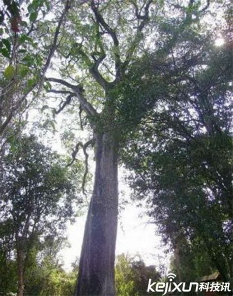 世界上现存的十棵最古老树木 现已5000岁_驱动中国