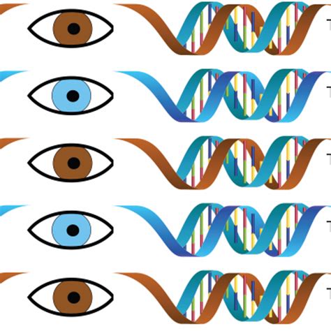 Eye Color Chart Genetics 的图像结果