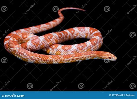 Black Corn Snake