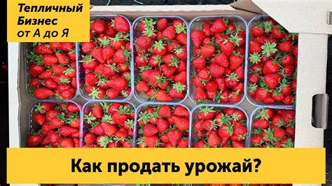 Как продать урожай? Сбыт ягоды и оптовый рынок в Славянске - YouTube
