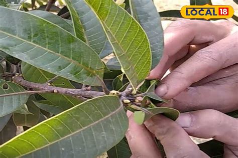 Mango Cultivation: ডিসেম্বরের যত্নেই লুকিয়ে গাছ ভর্তি আমের রহস্য ...