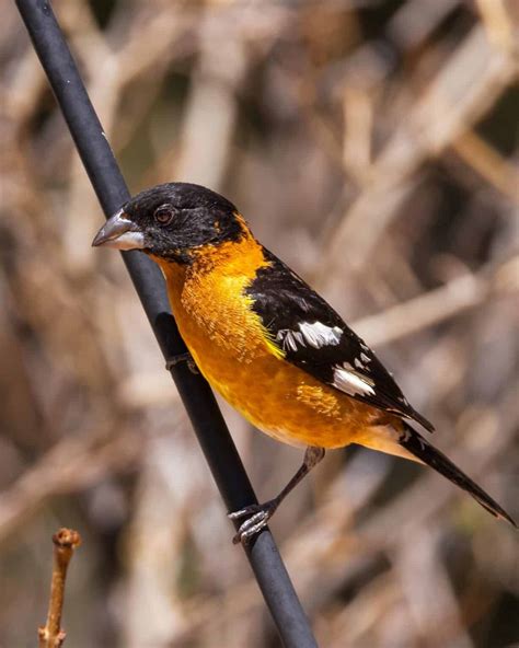 21 Black and Orange Birds (With Pictures)
