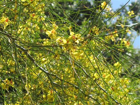 Cercidium hybrid (Parkinsonia) 'Desert Museum' - Boething Treeland Farms
