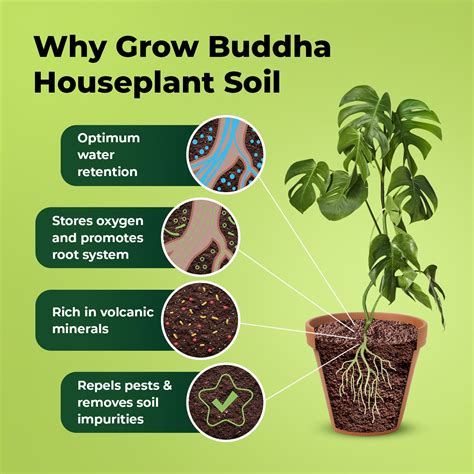 Houseplant Potting Soil - 2 Litres – Grow Buddha