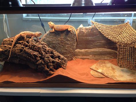How to decorate your bearded dragon's terrarium and choose roommates ...