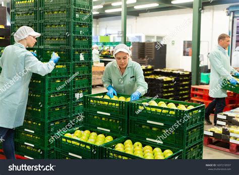 1,503 Worker Box Fruits Factory Images, Stock Photos & Vectors | Shutterstock