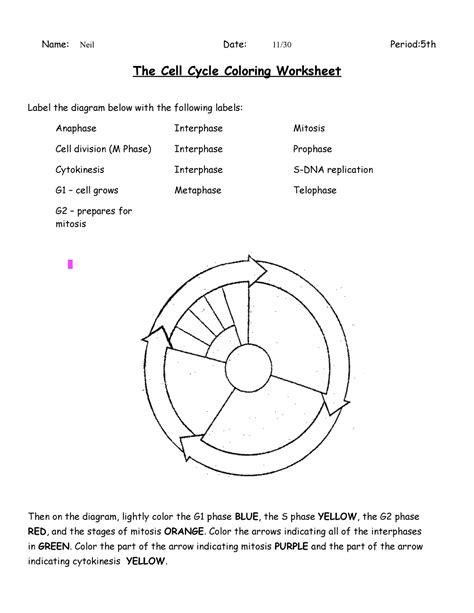 Name1 - sthyff - Name: Neil Date: 11/30 Period:5th The Cell Cycle ...