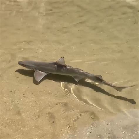 Fish That Look Like Mini Sharks