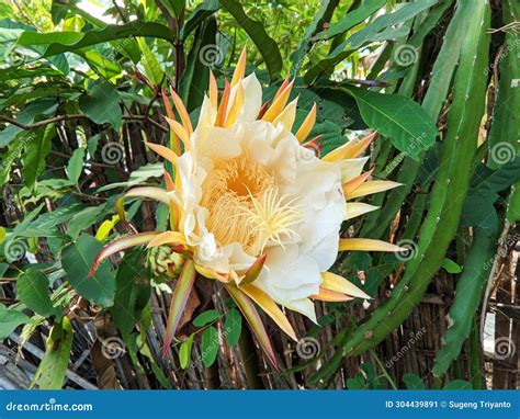 Dragon Fruit Plant Flowers Bloom. the White Flower Crown, the Flower ...