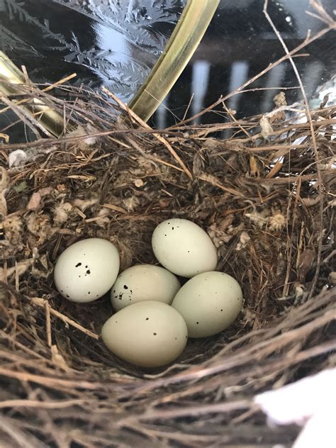 House Wren Food at Eva Elaine blog