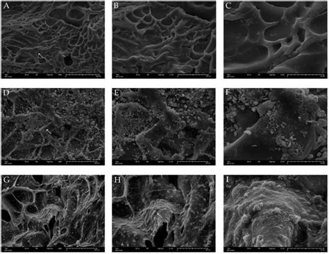 The Effects of 3-Dimensional Bioprinting Calcium Silicate Cement ...