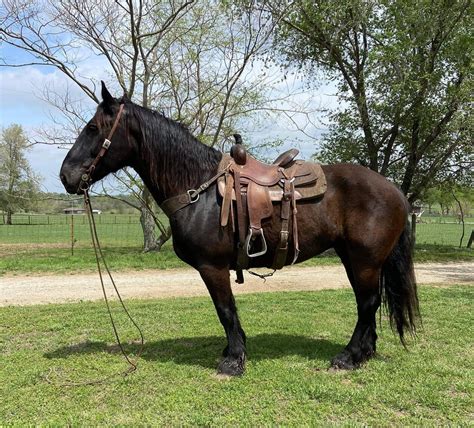 Donkey's Horse Sale SPRING SPECIAL May 6th - Maryville, Missouri