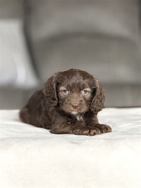 Taylor - Cavapoo Puppy for Sale in Berlin, OH | Lancaster Puppies