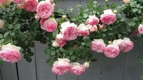 路易十四玫瑰-古老玫瑰品种-图片-藤本月季网