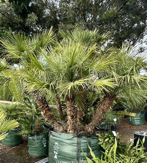 European fan palm (Chamaerops humilis) | True Green Nursery