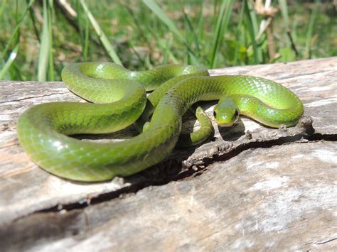 Green Snake Picture