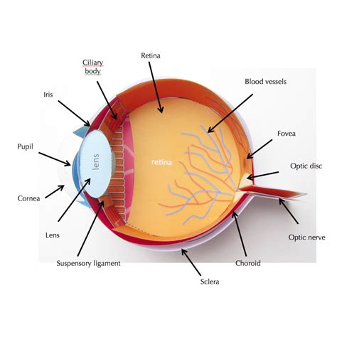 Suspensory Ligament Eye Model
