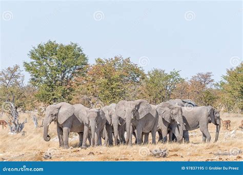 A Herd Also Called a Parade of African Elephants, Loxodonta Af Stock ...