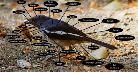 Birds.Hobbyist | Home