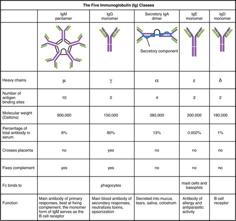 Difference Between Immunoglobulin and Antibody | Definition, Structure ...